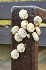 Small white snails crawl on a rusty metal rail in a tranquil outdoor setting during daylight