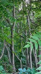 Lush forest greenery showcasing intertwined trees in a serene natural setting during daylight