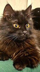 Black long-haired cat with striking yellow eyes resting indoors on a green surface in the afternoon light