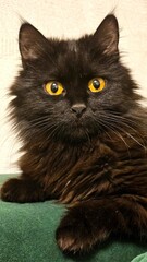 Striking black cat with bright yellow eyes relaxing on a green surface in a cozy indoor setting