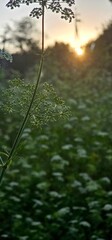 Sunset over a blooming field with delicate wildflowers and green foliage in a rural landscape