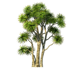 Fototapeta premium Isolated fan banana tree. banana tree which is usually used as an outdoor ornamental plant