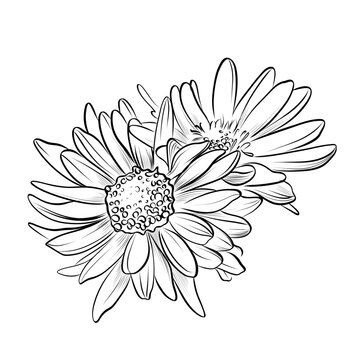 black and white daisy flowers drawing clip art preview