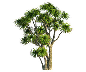 Fototapeta premium Isolated calathea plant. Calathea or Lutea is a plant that is usually planted for a hedge or decorative plant for house walls