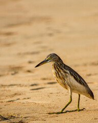 great blue heron ardea cinerea