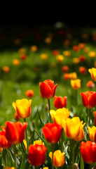 Red and yellow tulips in a sunny field, meadow on a bright spring day with a dark background, colorful, with white tones