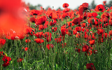 Obraz premium field of red poppies