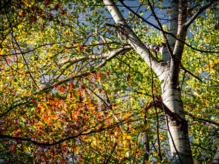 Fototapeta premium Colorful autumn tree branches with blue sky background down up view