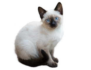 A Creamy white cat with blue eyes is sitting isolated on transparent background.