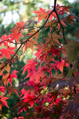 紅葉