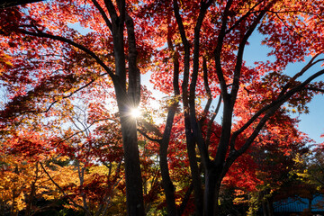 紅葉
