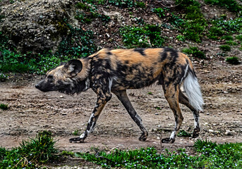 African walking dog runnung in its enclosure. Latin name - Lycaon pictus	