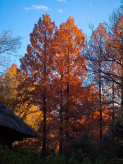 紅葉