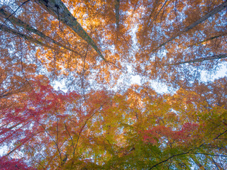 紅葉