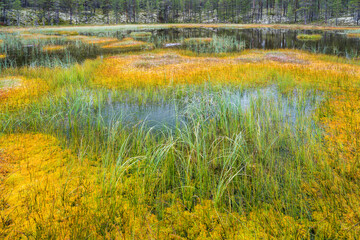 buntes Moos, kleiner See nahe Femnundsenden, Femundsmark, Innlandet, Norwegen