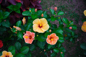 The Hibiscus genus (other name: Hibiscus or Hibiscus, scientific name: Hibiscus) is a large genus containing about 200-220 species of flowering plants in the Malvaceae family, originating in temperate