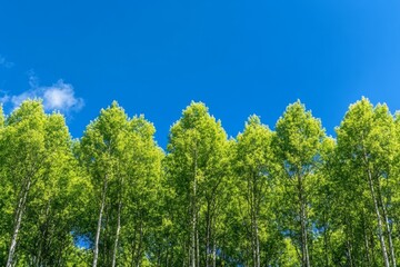 Fototapeta premium A landscape of rolling hills covered in eucalyptus trees under a bright blue sky