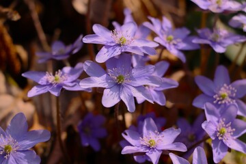 Hepatica nobilis,spring, violet flowers in the forest