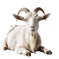 Obraz premium A goat resting peacefully on a transparent background PNG 