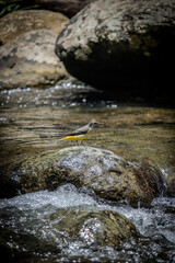 Male gray wagtail bird walking on a rock.