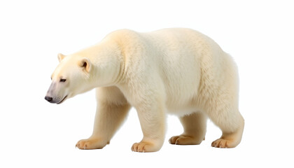 Wild polar bear standing Polar bear looking forward full body shot isolated on transparent white background,