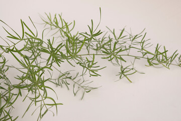 leaves and flowers of the plant Asparagus aethiopicus