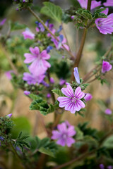 Obraz premium violet flowers of Malva sylvestris in Argentine Patagonia