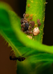 ant 