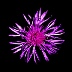 Obraz premium single purple blossom isolated in black background