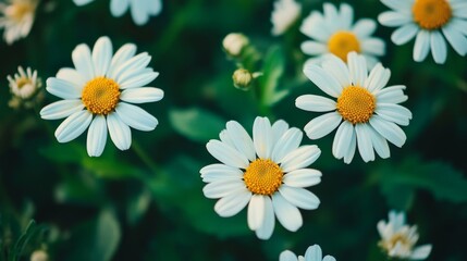 Fototapeta premium A close-up view of white daisies with yellow centers amidst green foliage.