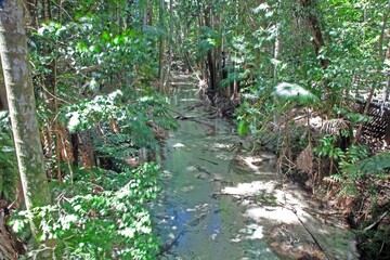Lush green rainforest with a clear water stream and sunlight filtering through dense vegetation