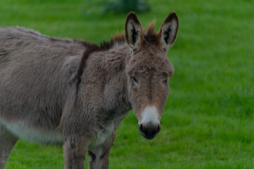 young donkeys grazing in the countryside of Nuoro in central Sardinia
