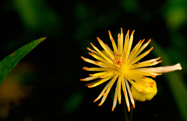 beautiful desert flowers, argentine Patagonia