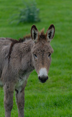 young donkeys grazing in the countryside of Nuoro in central Sardinia