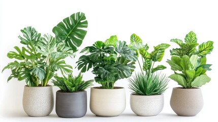 Fototapeta premium Five potted plants with lush green leaves arranged in a row