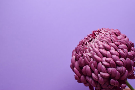 One flower large burgundy chrysanthemum "Bigoudi"  on a purple background. Close-up