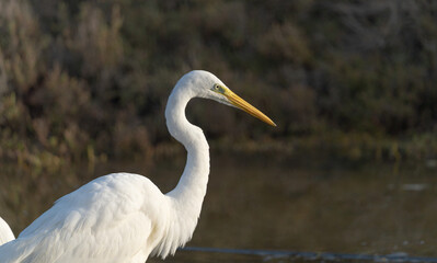 Fototapeta premium Ardea Alba - great white heron is a bird belonging to the Ardeidae family