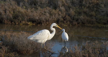 Fototapeta premium Ardea Alba - great white heron is a bird belonging to the Ardeidae family