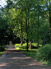 Fototapeta premium trees in the forest