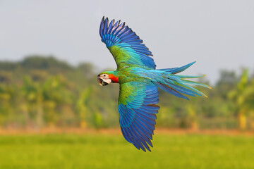 Colorful Harlequin Macaw parrot flying on the rice fields. Free flying bird