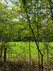 Obraz premium trees in the forest