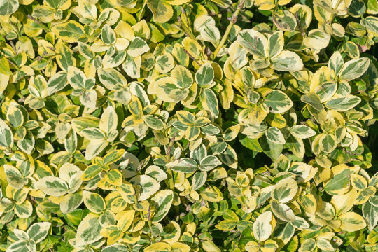 Bright yellow-green leaves of Euonymus fortunei. Plant background. the spindle, Fortune's spindle
