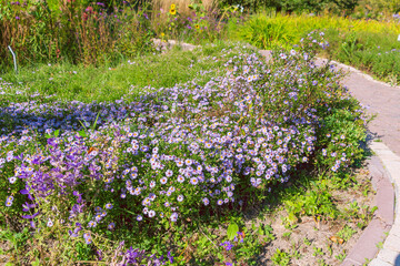 New York asters on a flowerbed in the garden. Symphyotrichum novi-belgii.