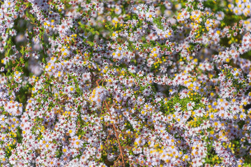 Beautiful flowers Symphyotrichum ericoides. white heath aster, frost aster, heath aster.