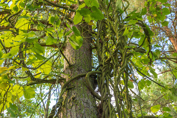 Aristolochia macrophylla, Dutchman's pipe, pipevine. a perennial vine.