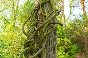 Aristolochia macrophylla, Dutchman's pipe, pipevine. a perennial vine.