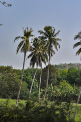 Obraz premium Beautiful nature with palm trees on the ocean shore in Thailand