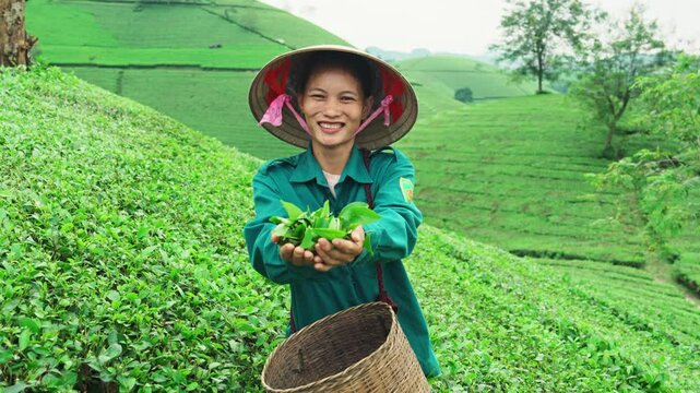 Female tea picker smiling with showing fresh tea leaves in green hill at Long Coc Tea Hill