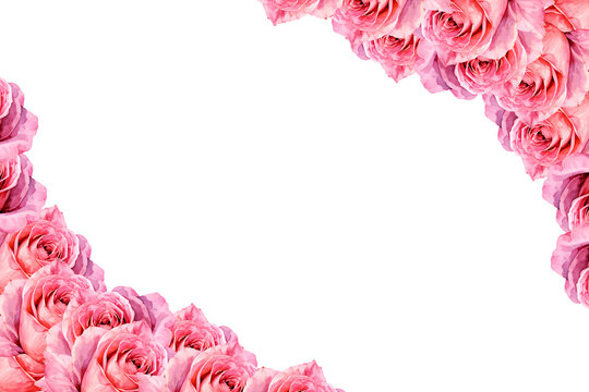 Fototapeta pink rose petals border. frame of pink roses in watercolor on white background for texts, inscriptions