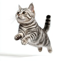 Fototapeta premium Active american shorthair cat playing in a bright indoor space